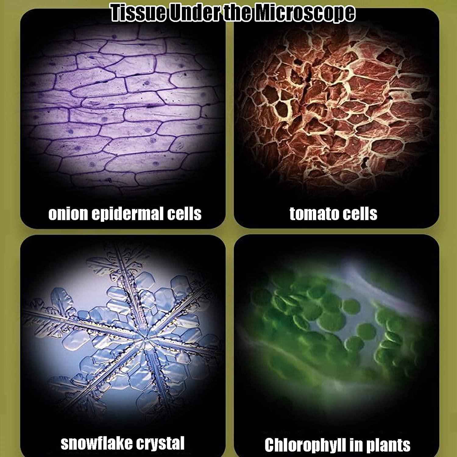 Mini Microscópio Infantil - Paradigma Center